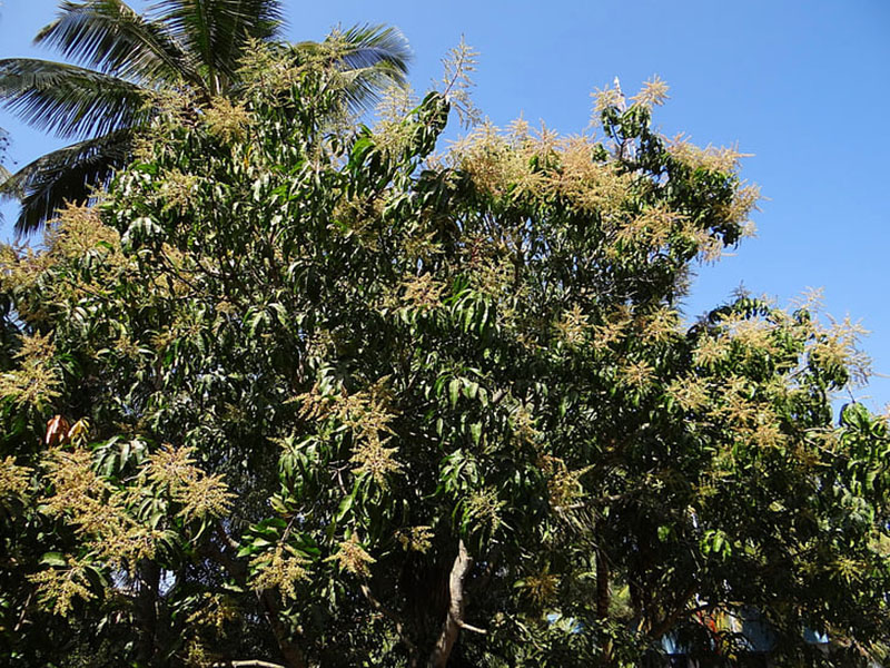 植物冠層分析系統(tǒng)對農業(yè)生產有什么幫助？