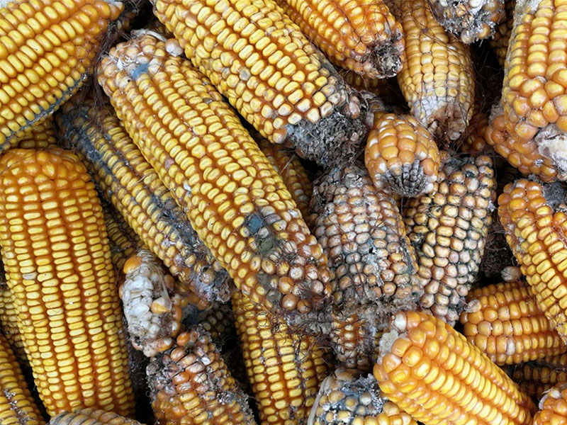 云唐真菌毒素檢測(cè)設(shè)備，嘔吐毒素檢測(cè)儀