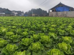 便攜式植物營養(yǎng)測定儀，對農(nóng)業(yè)種植有什么幫助？